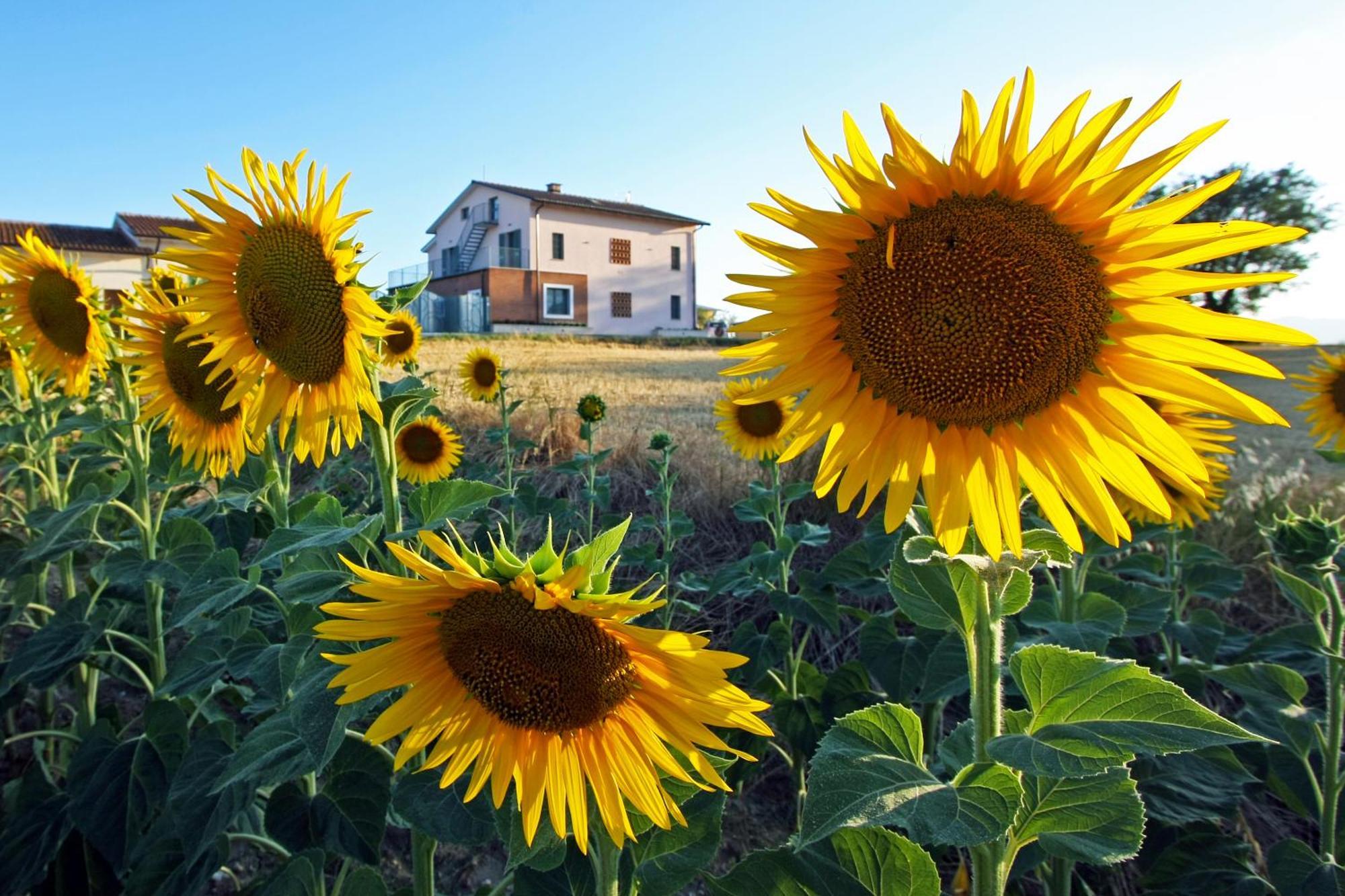 La Collina Del Girasole Villa Montecastrilli Exteriör bild